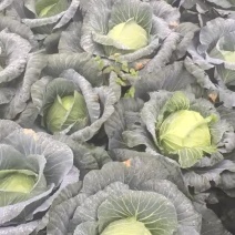 甘蓝铁头