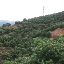 杨梅树