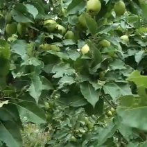 饮料啤特果