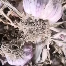 需要蒜种可以联系我