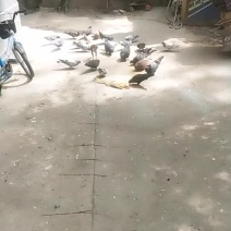 出售三十只土鸽要的说话