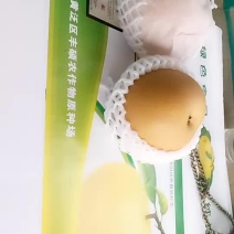泛区秋月蜜梨