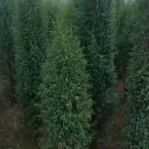 圆柏，柏树，绿化苗木