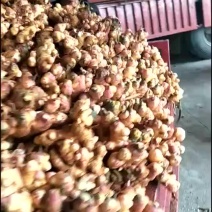 云南2黄姜云南小黄姜质量好保质保量货量大