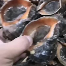 海螺