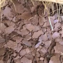 花生枯饼有机质85%以上，高温压榨，无虫卵，无草籽.