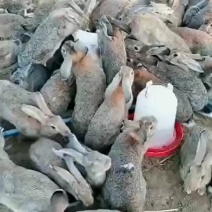 比利时杂交肉兔，你养殖我回收