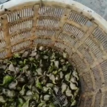 大青菱角