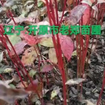 红瑞木小苗红瑞木播种小苗偃伏莱木树苗量大优惠
