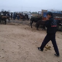 驴