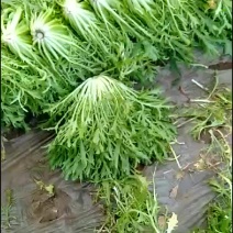 精品苦菊价格有所回落质量完美有一流的团队