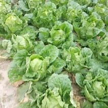 夏阳大白菜生产基地自产自销