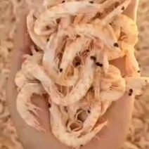 辽宁东港新鲜加工的美味磷虾