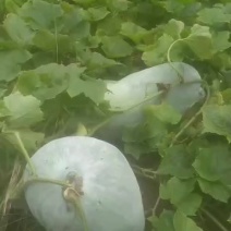 银辉冬瓜