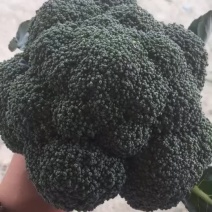 精品西兰花