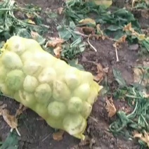 芥菜大量上市欢迎新老顾客来电洽谈