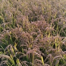 松花江水大米，好吃不回生。口感好