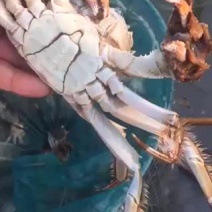 大闸蟹