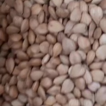 厂家直销优一熟的原味***五香杏仁大颗粒