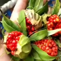重楼种子粉质滇楼七叶一枝花滇重楼独角莲种子中药材种子