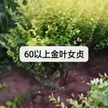 大量供应金叶女贞，嫁植金叶女贞，金叶女贞地苗
