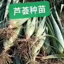 芦荟苗
