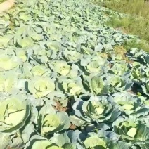 莲花白