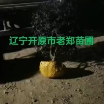 红叶李球