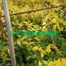 金叶榆容器苗