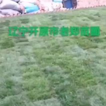 冷季节草坪