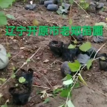 金叶风箱果容器苗风箱果容器苗彩叶绿篱苗量大优惠