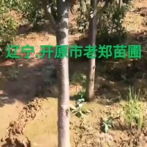 百花花楸