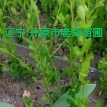 小叶黄杨树苗