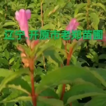红王子锦带