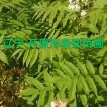 东北山梅花