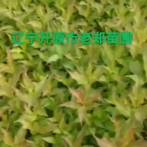 红王子锦带