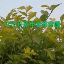 金叶榆造型树