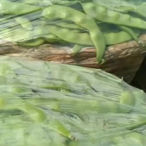 油豆