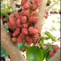 果桑苗