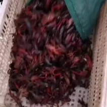 龙虾苗种苗