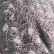 大宗批发大闸蟹苗河蟹苗
