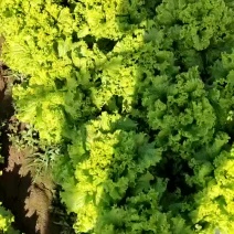 【散叶生菜】山东潍坊产区直发，量大从优欢迎来电订购