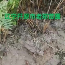 珍珠梅