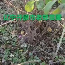多季玫瑰