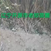 四季锦带