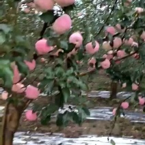苹果