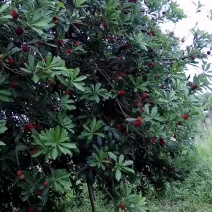 杨梅树