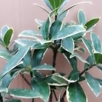 瑞香花苗。金边瑞香。带土球发。