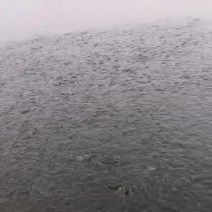 大量出售青鱼苗草鱼苗种