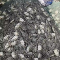全母蟹苗，优选大规格全母